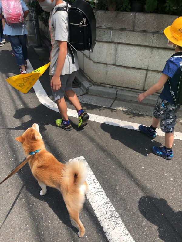 202007写真（愛犬と通学見守り）