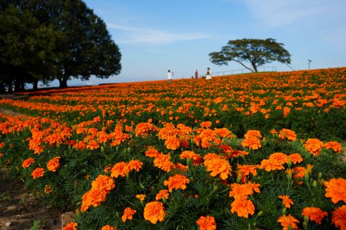 マリーゴールド