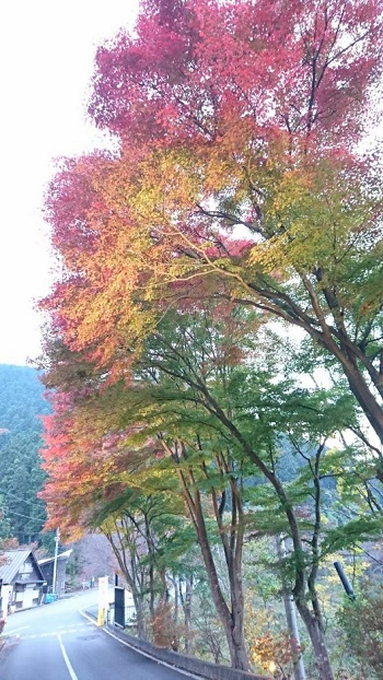 公園入口紅葉