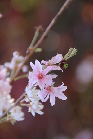 冬桜