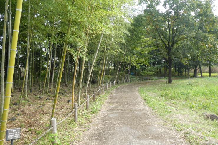 写真：生態園内竹林付近