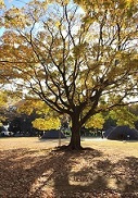 水子貝塚公園3