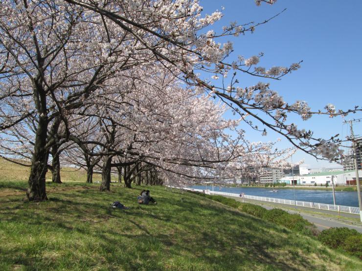 桜堤