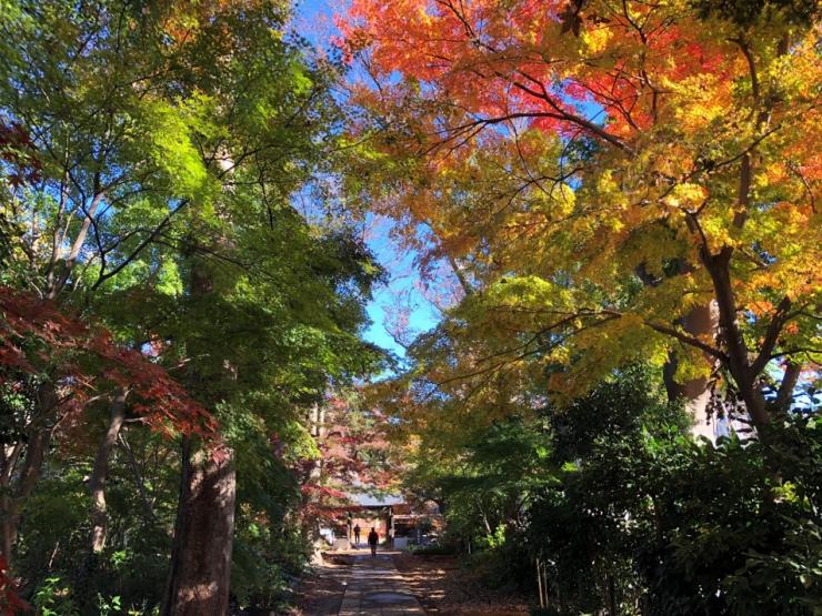 紅葉の山門