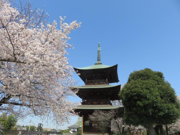 右に桜