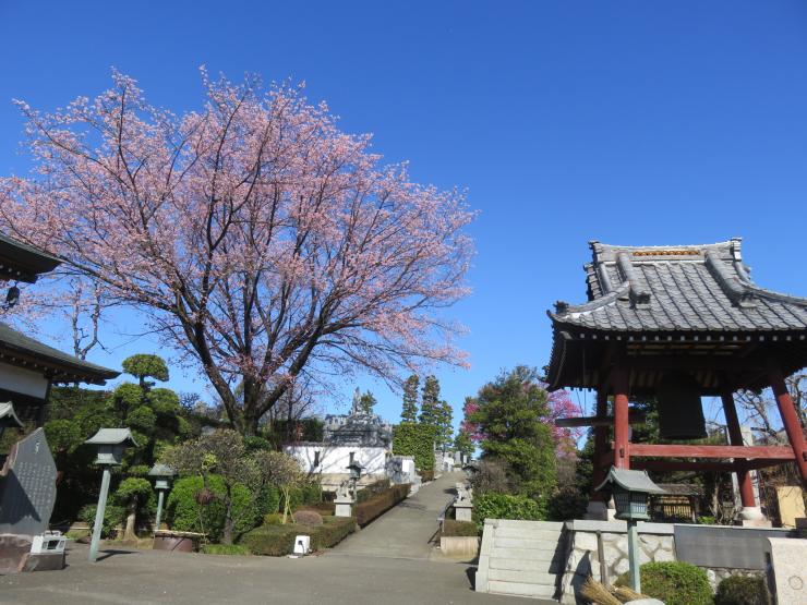 桜と鐘