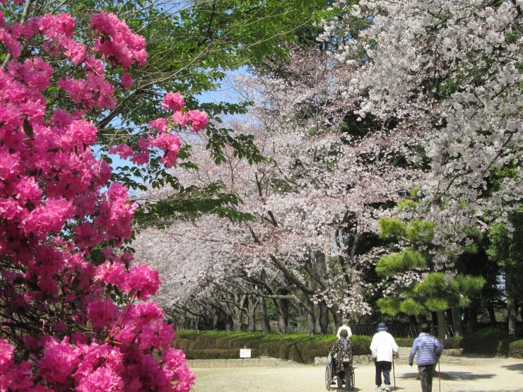 ツツジと桜