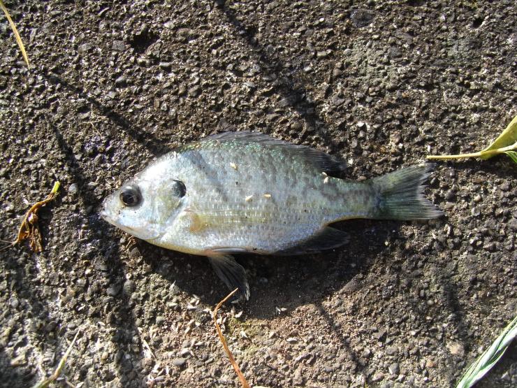 B18bluegill1