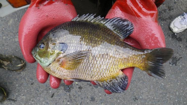 B18bluegill6