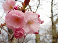 ソトオリヒメ開花