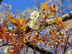 黄色いサクラのウコンが開花しました