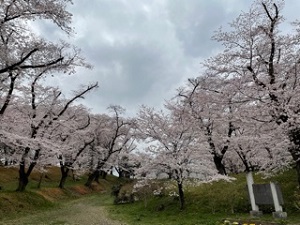 桜雉岡横