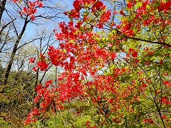 満開のヤマツツジの株もあります