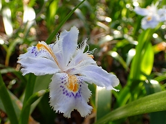 蝶のような模様の素敵なシャガの花