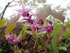 トゲトゲした錨の形をしたイカリソウの花