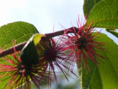 赤く花火のように放射状に咲いたヒメコウゾの花