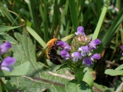 ウツボグサの蜜を吸うトラマルハナバチ