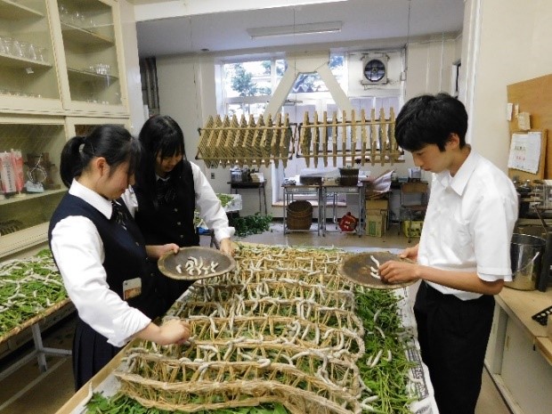 3ページ目　川越総合高校生徒による蚕の飼育の様子