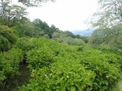 全体的に蕾のアジサイ園地