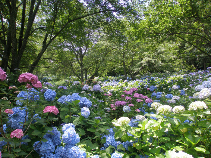 美の山公園あじさい