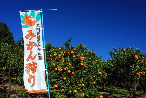 大内沢みかん農園