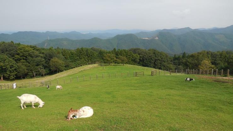 秩父高原牧場