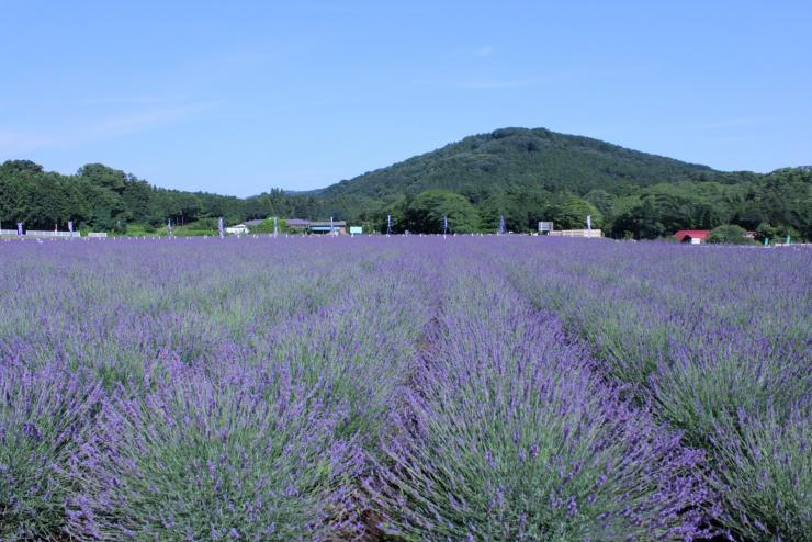 千年の苑ラベンター園