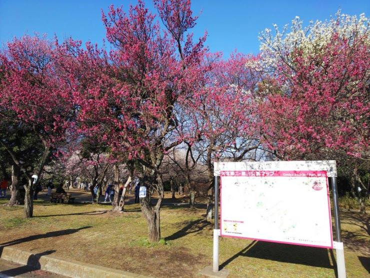 大宮第二公園