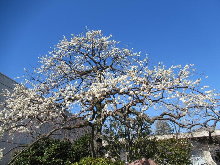 メオトシダレウメの花