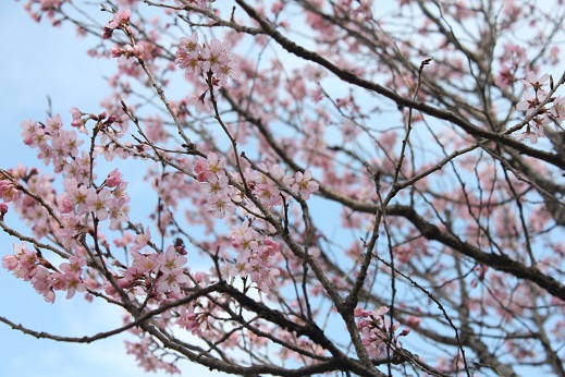 0314啓翁桜