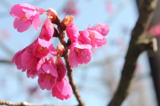 0317寒非桜