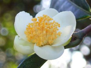 お茶の花拡大