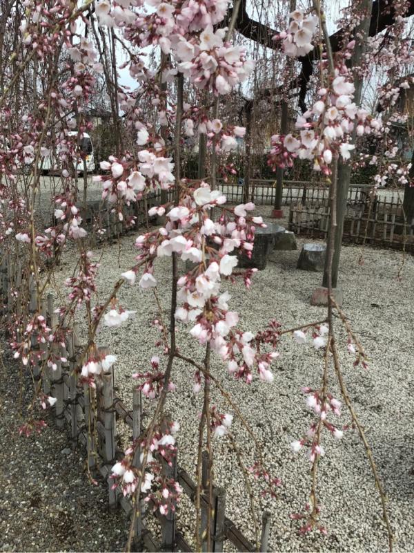 しだれ桜