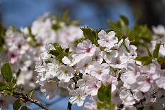 城っぽくて真ん中がピンク色のイズヨシノ満開