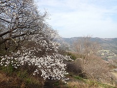 見ごろを迎えたヤマザクラと山々