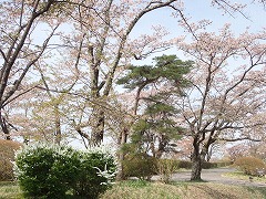 花びらが散るソメイヨシノ