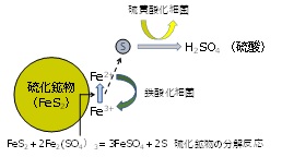 図 土壌微生物による硫化鉱物の分解メカニズム