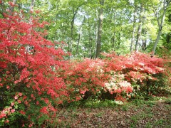 まだ朱色の花を見せてくれるヤマツツジ