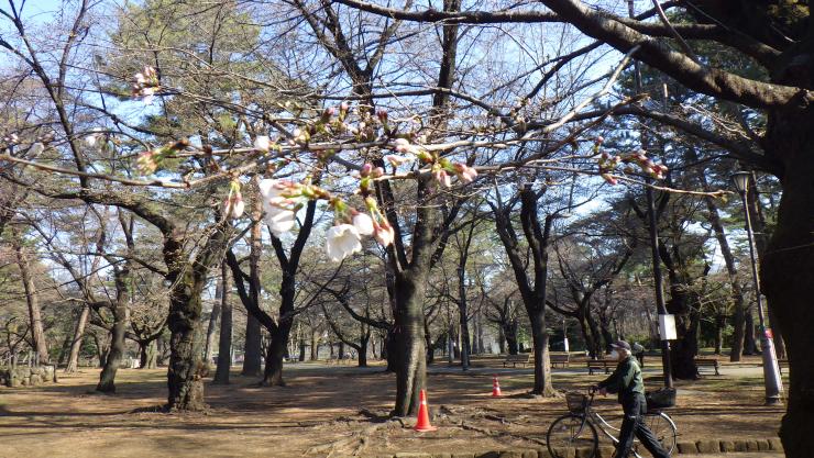 サクラ3月15日