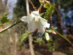 白いモミジイチゴの花