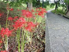 遊歩道の脇の斜面に群生しているヒガンバナ。