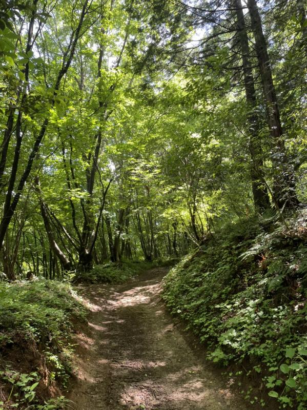 青々とした木々が美しい登山道