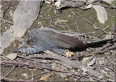 野鳥の不審死の写真