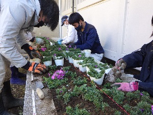 県庁花壇植栽