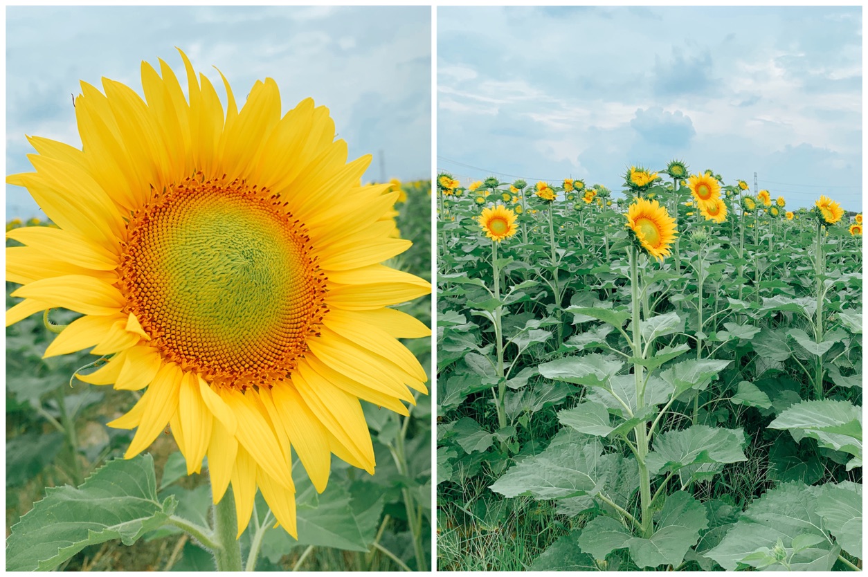 ひまわりの花の写真とひまわり畑にひまわりがたくさん咲いている写真