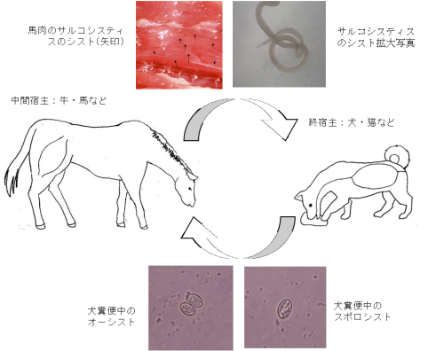 サルコシスティス生活環