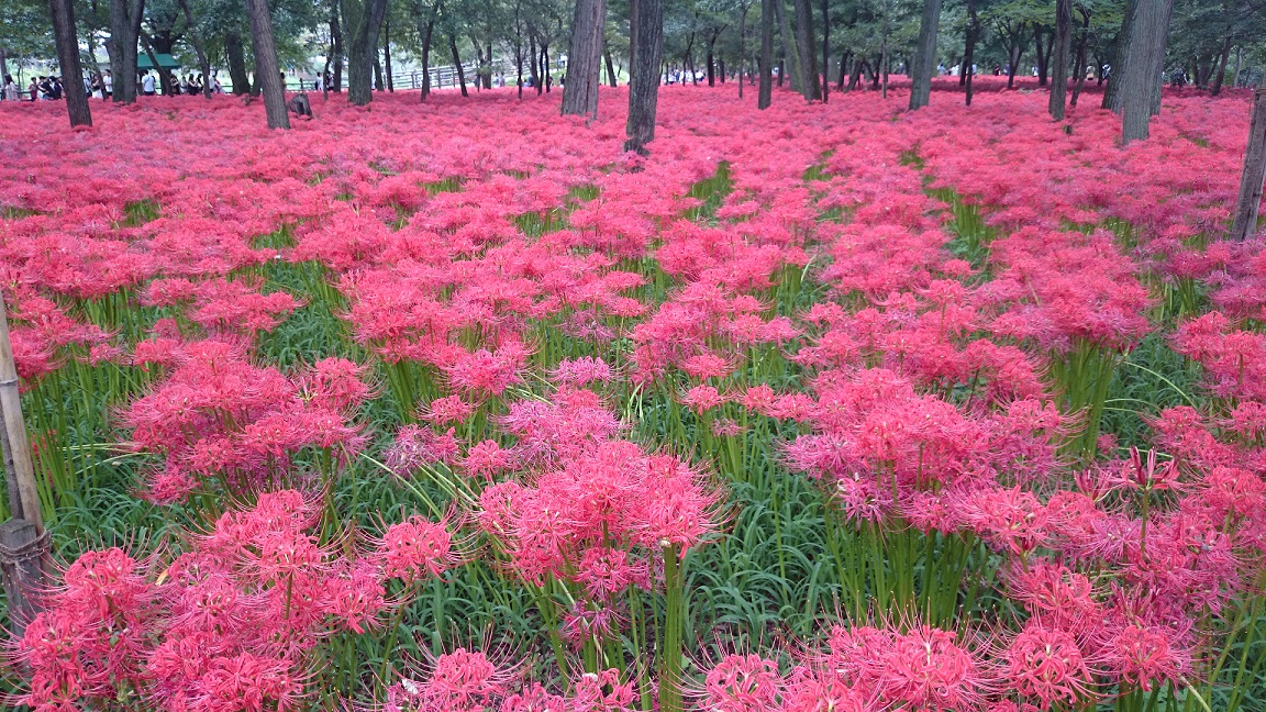 曼珠沙華が咲いている写真