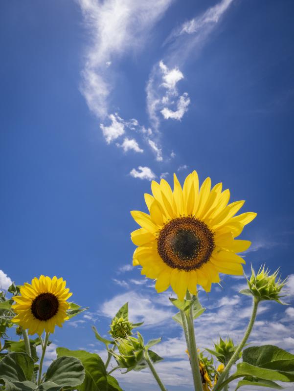 青空賞（夏空に咲く）