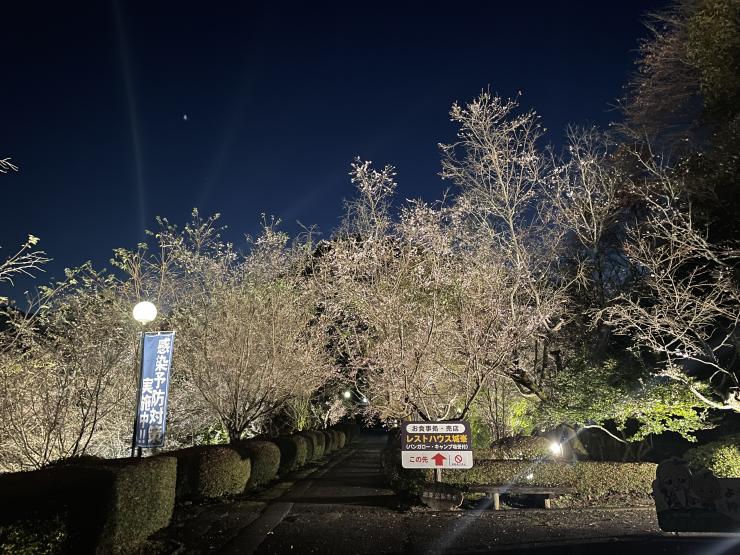 ライトアップされた冬桜