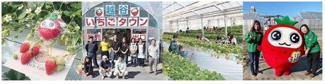 【越谷市いちご狩り】知れば知るほど好きになる、苺とカレーと珈琲でグルメなまちを周遊 写真です。